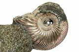 Iridescent, Pyritized Ammonite (Quenstedticeras) Fossil Display #353754-1
